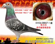 ��Ӣʵս��ҵ