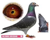 �����Ӯ�Ÿ��Ļ�