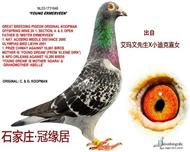 ���������� ����������ֱ�ӡ����ᰬ���ġ�