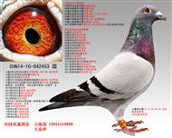 һǧǾǨתá