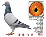 ָ