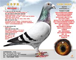 ȫ�ѹ�������