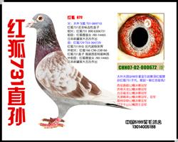 ���731ֱ��-672