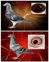 ����˹�й�1���伱��775��ʯ���