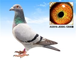 ����˹�������ߡ�