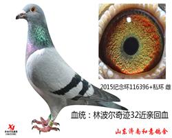 �ֲ����漣32����