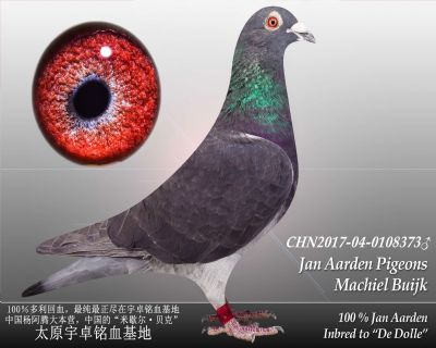 ڶ38