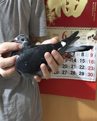 ����˹�й�1�Ż�Ѫ�����ָ루ת�ã�