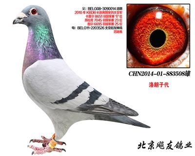KBDBȫǾʺšֱ508