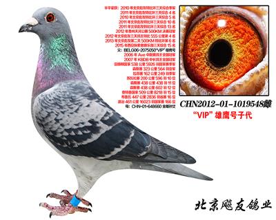 KBDBȫھVIPӥֱŮ548