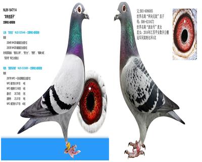 ޵лѪֱŮԤ