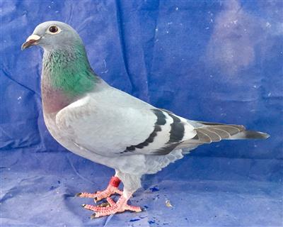 ����31����71��ȫƽ�������ۣ�