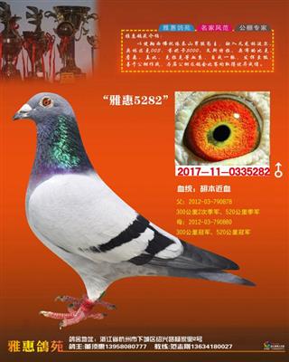 ������������˫�ھ����ý�Ѫ