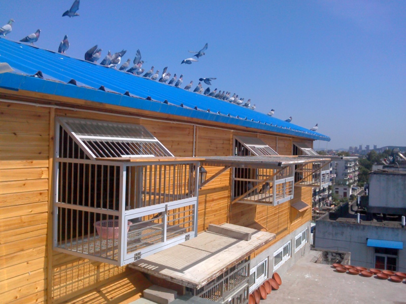 ����»����Է