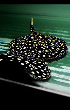 ��ΰ����