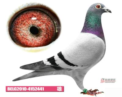 鿴ƷͼƬ