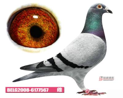 鿴ƷͼƬ