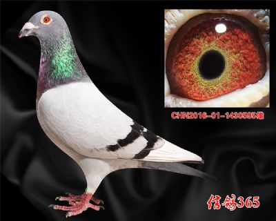 【波西瓦】公棚特比 实战快速种雄