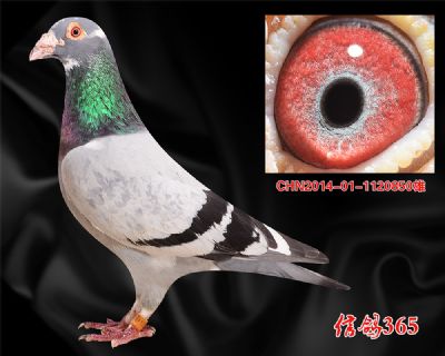 三区联翔14名父亲 【杨欧瓦克超级484】公棚快速 实战种雄