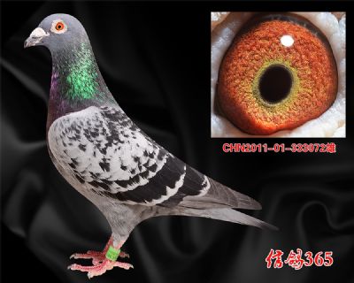 【凡王路易】中长距离 实战快速 一线金牌种鸽
