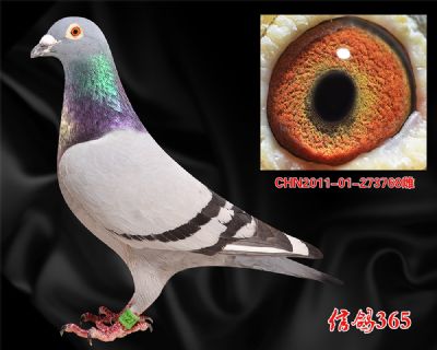 【波西瓦】实战金母 2羽鸽王母亲