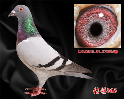 双关12名母亲【盖比 闪电号】双重近亲种雌