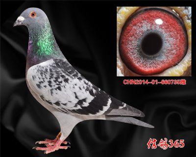 威廉.吉尔特 【山区 丘陵 恶劣气候】实战快速种雌