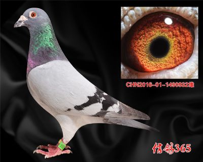 山区丘陵快速【吉诺.克里克】实战种雄