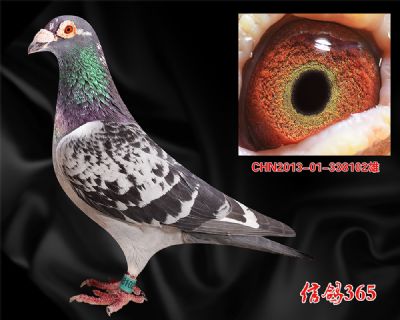 【杨迪汉 佛巴斯46】双重近血实战种雄