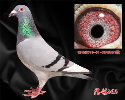 【杨欧瓦克超级484】实战快速 精品种雌