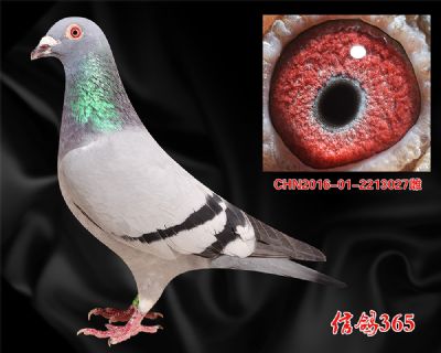 【克拉克613】 精品实战 快速种雌