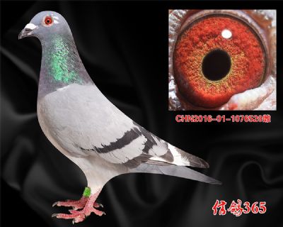 【杨欧瓦克】超级484 多关实战种雌
