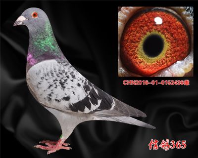 比利时 波治先生 【吉诺.克里克】实战种雄
