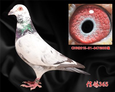 【吐尼尔】多关快速 精品种雄