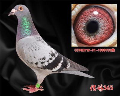 鸽王家族【波西瓦 】公棚快速典范 实战种雌