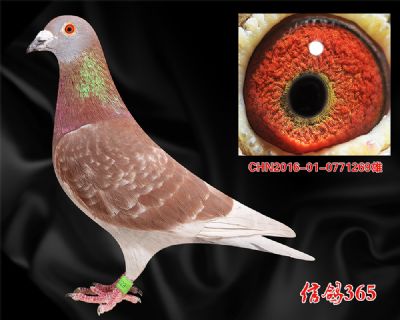 【西翁种雄】稳定快速 成功首选