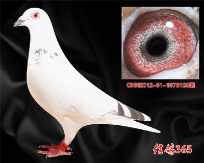 9、27、44名母亲【吐尼尔】金母