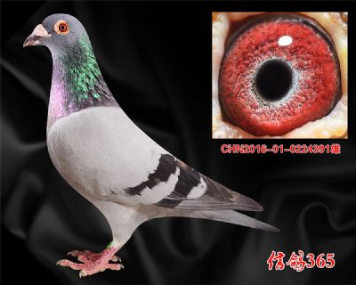 【燕山29名父亲】盖比.大铭鸽闪电号 近血高辈份种雄