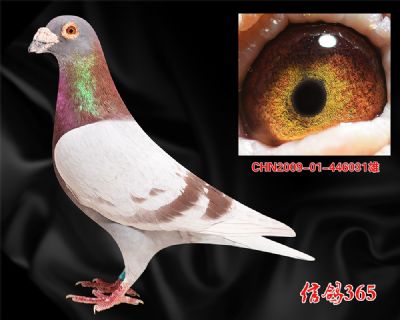 【鸽王源头】稳定快速 【西翁】四关14名父亲