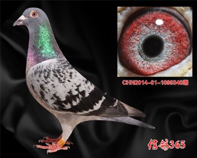 同翔500公里11名母亲 甘纳斯【总统号】实战快速种雌