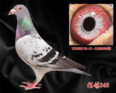 推荐 杨迪汉 佛巴斯46【高辈份】特留精品种雌