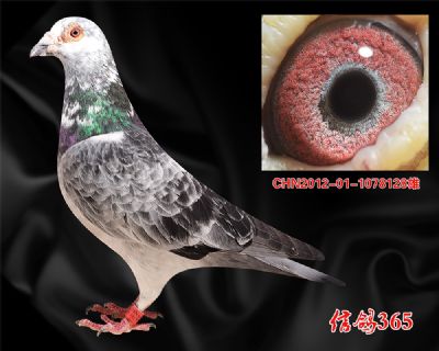 推荐【多关优秀发挥】 吐尼尔实战鸽王家族