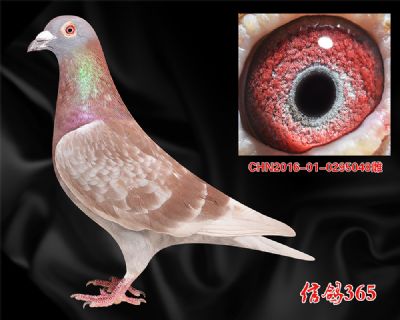 四关鸽王家族【范德.佛拉斯】精品实战种雌