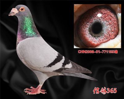 鸽王源头 克拉克613【高辈份】实战精品种雄