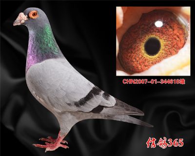 【7羽鸽王家族】 爱亚卡普 邦德007 高辈份种雄