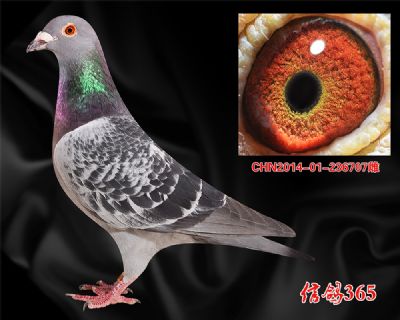 中距离恶劣气候稳定快速【凡王路易】金母