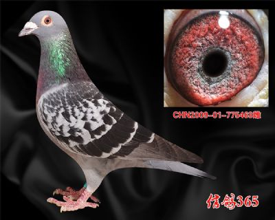 实战【威廉吉尔特】双关、双关鸽王母亲