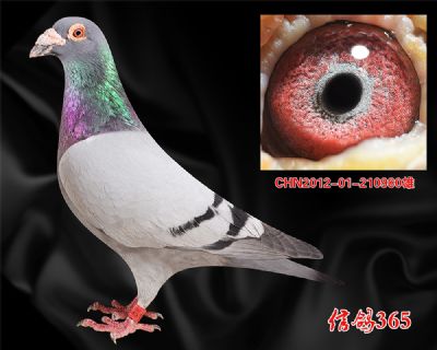 【克拉克613近血】鸽王季军父亲