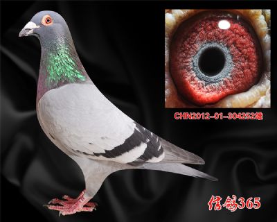 双关8名父亲 公棚快速实战【电脑戈马力】近血种雄