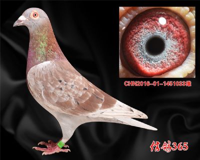 【西翁】稳定快速300800公里实战种雄
